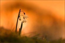 Märzenbecher bei Sonnenaufgang