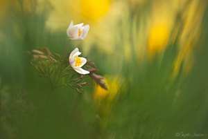 Zwischen hunderten von wilden Narzissen