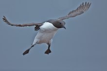 Trottellumme im Anflug