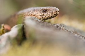 Blindschleiche (Anguis fragilis)