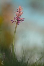 Orchis militaris