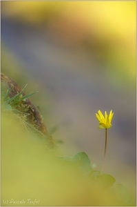 Einsame Schönheit am Bach