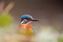 Eisvogel im Uferunterholz