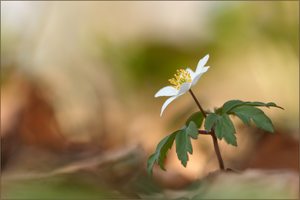 buschwindröschen ( anemone nemorosa )