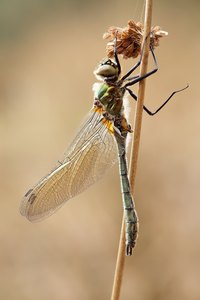 Falkenlibelle