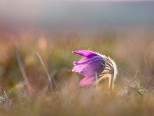 Pulsatilla