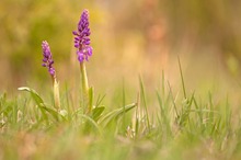 Orchis mascula