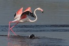 Flamingo '14