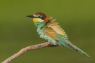 Merops apiaster (Bienenfresser)