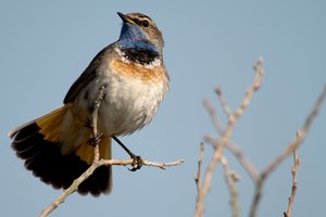 Blaukehlchen