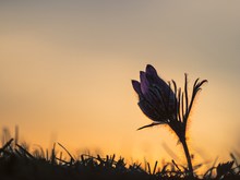 Pulsatilla