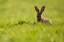 ~ Ostern rückt näher ~