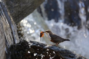 Wasseramsel