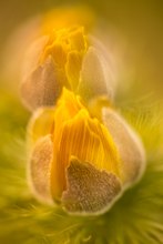 Adonis vernalis