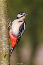 Am Pflaumenbaum da hängt der Specht