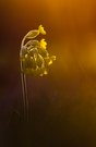 Schlüsselblume im Abendlicht