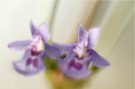 Orchideenersatz