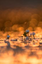 Ranunculus fluitans