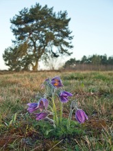 Der "Gegenschuss" am Morgen, 6.23 Orts-u. Sommerzeit...