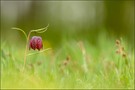 ( Fritillaria meleagris )