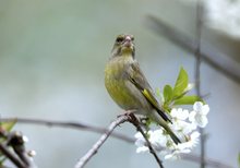 Hanami - Kirschblüten für den Grünfinkenhahn...