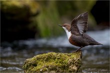 Cinculus cinclus - Wasseramsel