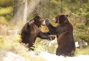 Braunbaer (Ursus arctos)