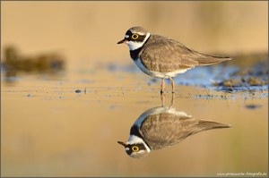 Fluppi Im Abendlicht