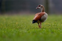 Nilgans