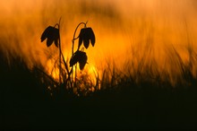 Drei Laternen im Licht