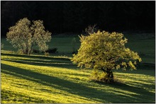 Buche im Gegenlicht