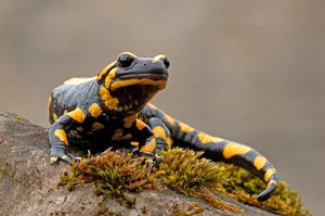 Feuersalamander