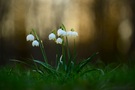 ~ Frohe Ostern ~
