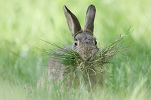 Frohe Ostern !!