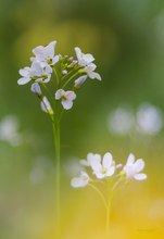 Wiesenschaumkraut...