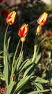 Tulpen