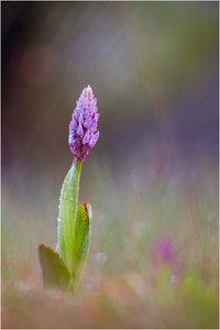 ~Orchis militaris~