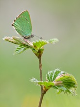 Grüner Zipfelfalter