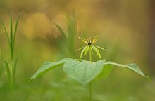 Paris quadrifolia