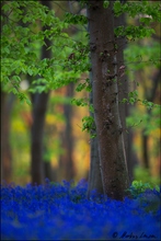 Im Hasenglöckchen-Wald