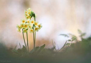 Die wild wachsenden Primeln