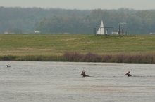 "Bock auf Enten!"