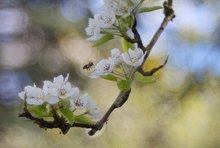 "Frühling lässt sein blaues Band wieder  flattern durch die Lüfte" (E.Mörike,- danke Wolf für die Inspiration)