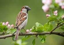 Schön ist´s im blühenden Apfelbaum...