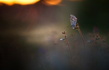 Aricia cramera