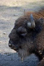 Europäische Bison (Bison bonasus)