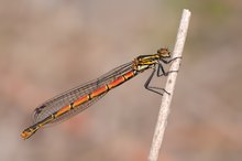 Large red damselfly - female