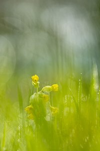 Schlüsselblume (Primula veris)