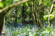 Aufpasser im Reich der blauen Blume