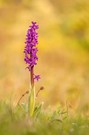 Orchis mascula